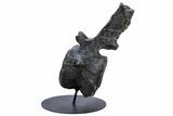 Sauropod Dinosaur (Camarasaurus) Caudal Vertebra - Colorado #222505-1